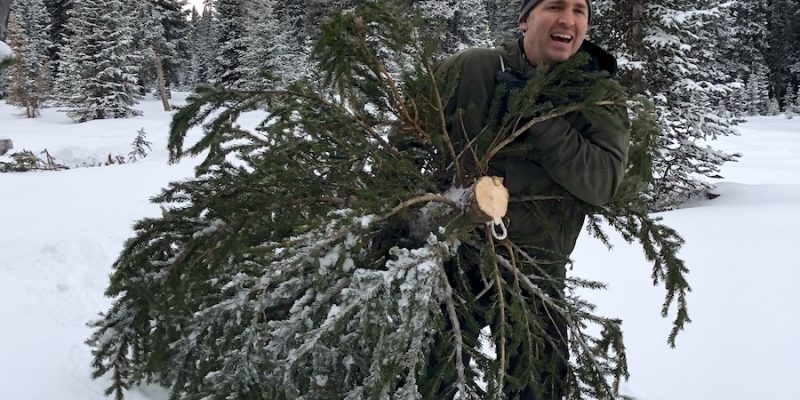 Christmas Tree Cutting on the Grand Mesa